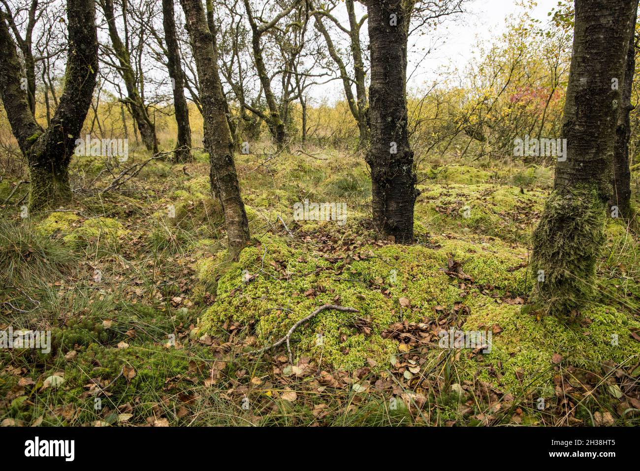 Moosiger Boden unter Bäumen auf der Promenade durch das Naturschutzgebiet, Malham Tarn, Yorkshire Dales, Großbritannien Stockfoto