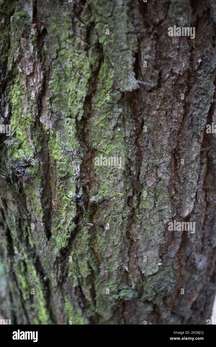 Baumoberfläche, Rinde, Abstrakte Natur, Hintergrundbild, Nahaufnahme Abstraktes Bild, Muster, Textur Stockfoto