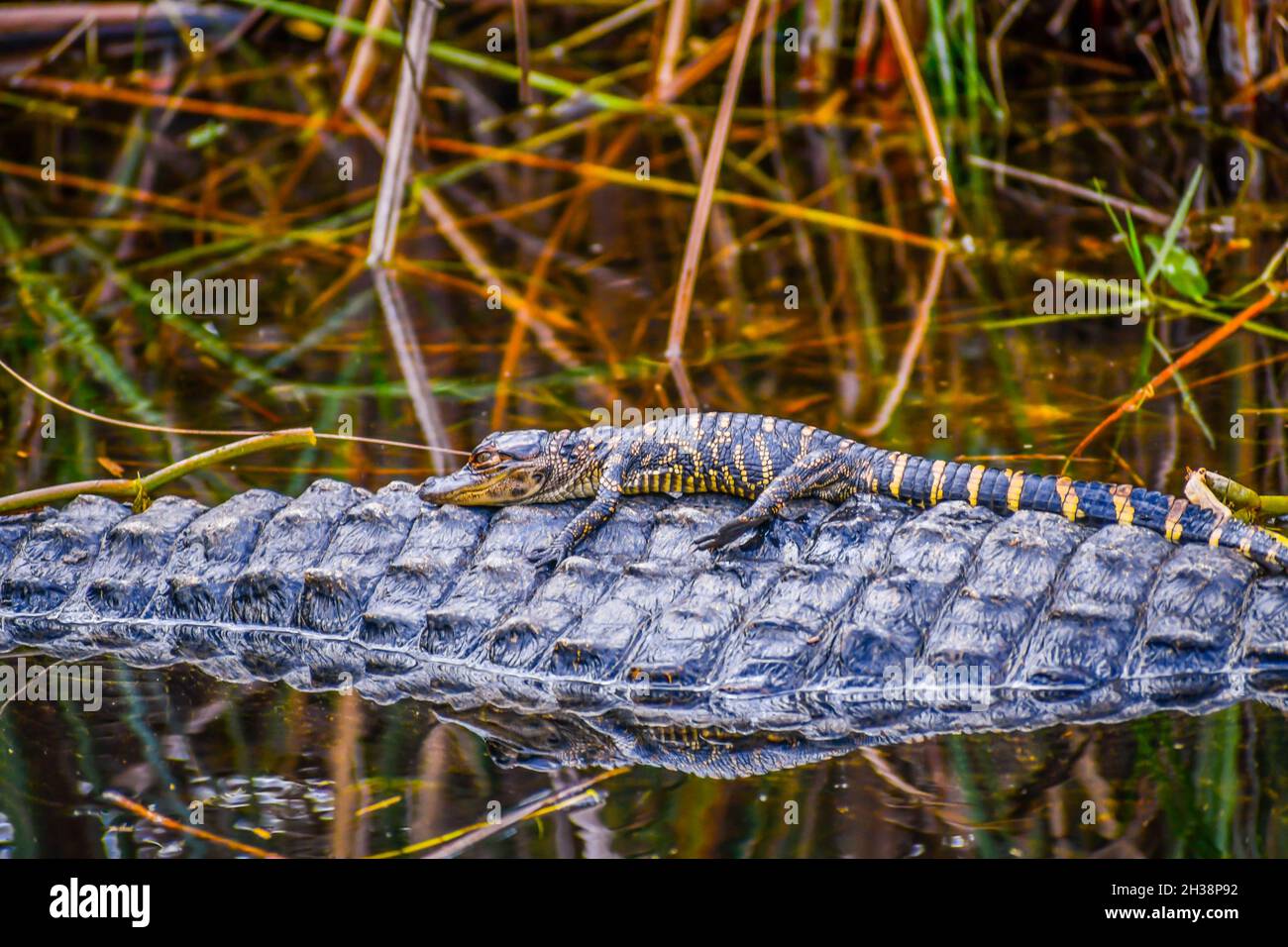 Ein großes amerikanisches Krokodil mit ihren Nachwuchs in Miami, Florida Stockfoto