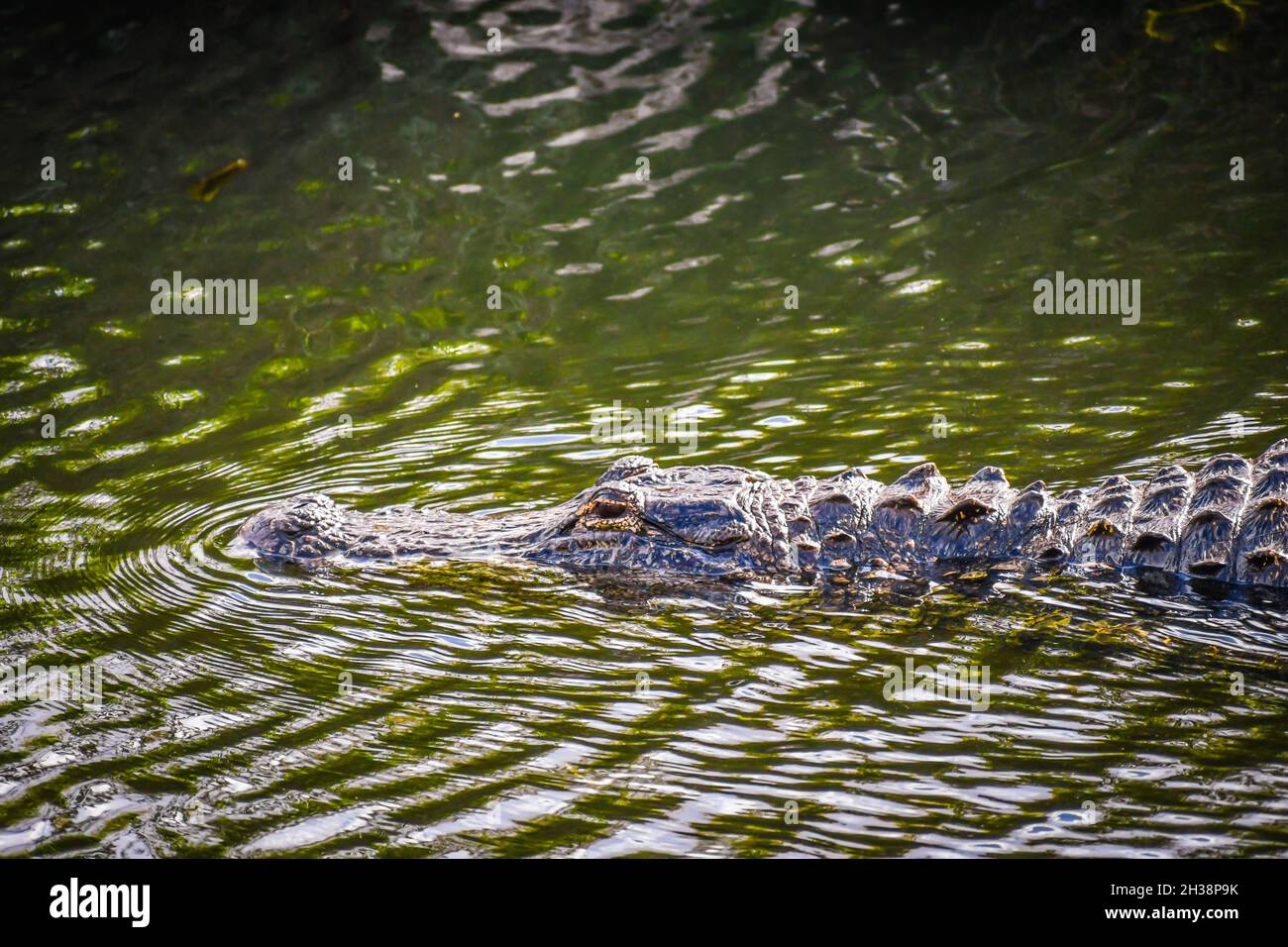 Ein großes amerikanisches Krokodil in Miami, Florida Stockfoto