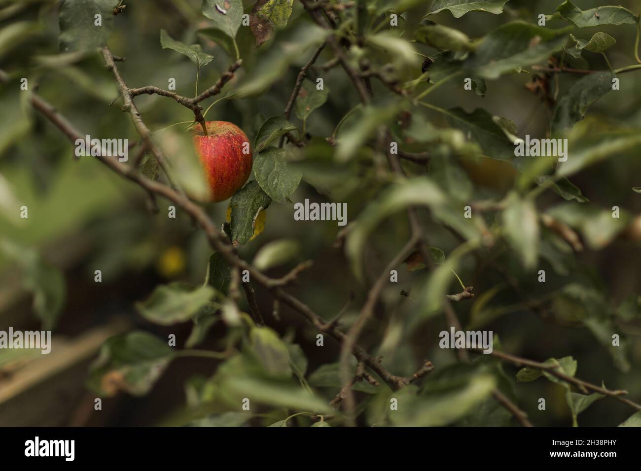 Ein roter kleiner Apfel hängt an einem Apfelbaum Stockfoto