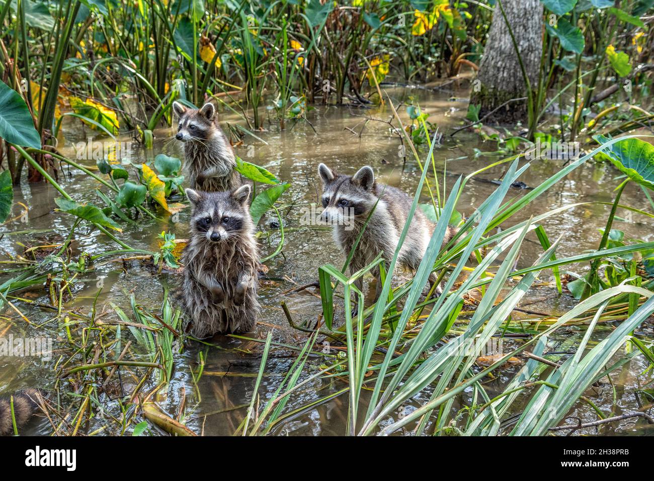 Drei Waschbären, procyon lotor, im Honey Island Swamp, Louisiana, USA. Stockfoto