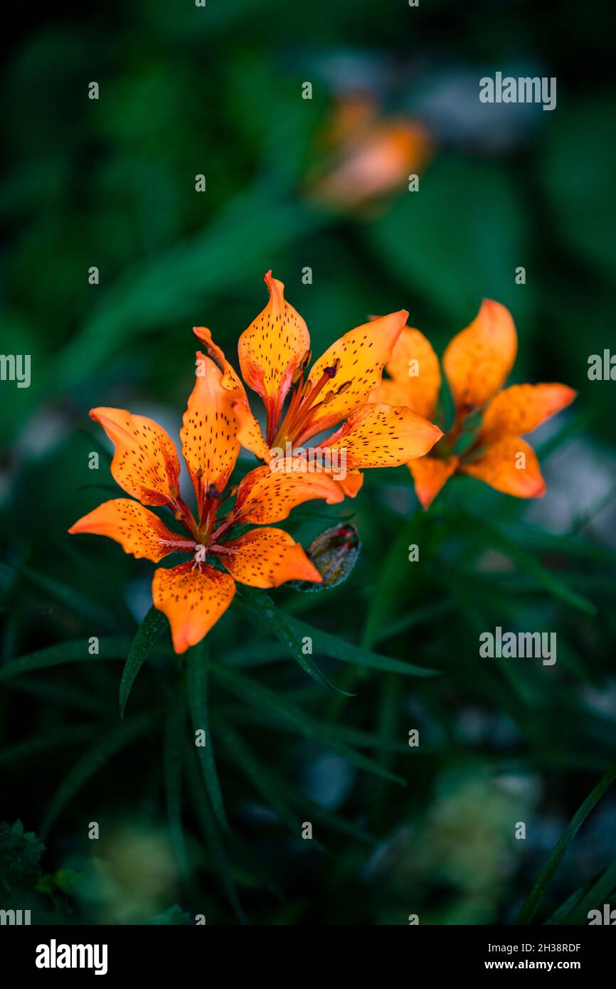 Orangefarbene Blüten auf einem üppigen grünen Hintergrund Stockfoto