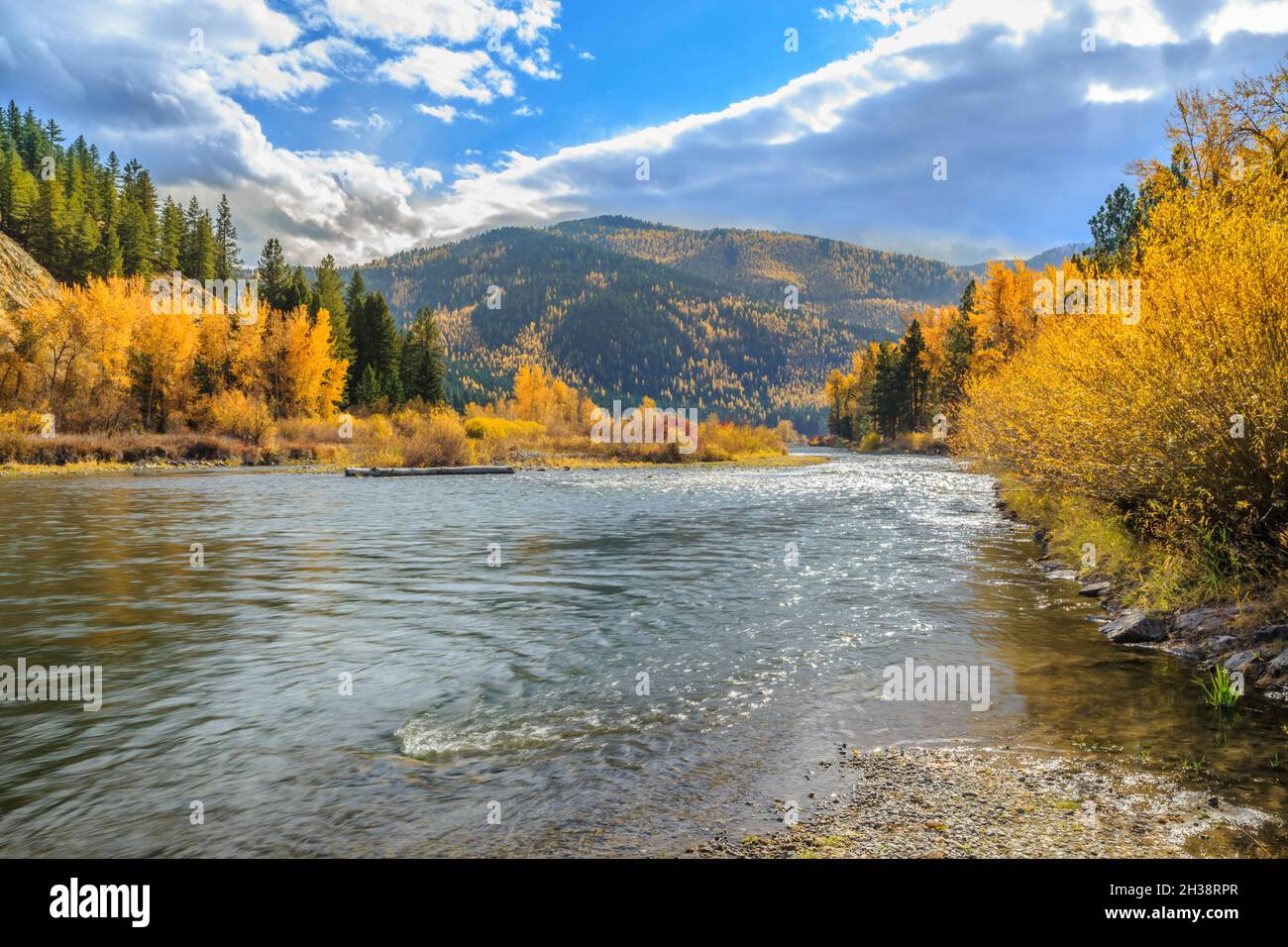 Herbstfarben entlang des clark Fork River im Beavertail Hill State Park in der Nähe von clinton, montana Stockfoto