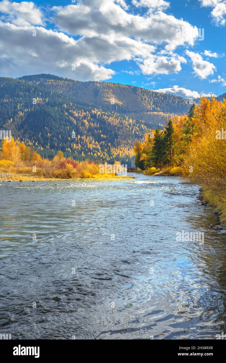 Herbstfarben entlang des clark Fork River im Beavertail Hill State Park in der Nähe von clinton, montana Stockfoto