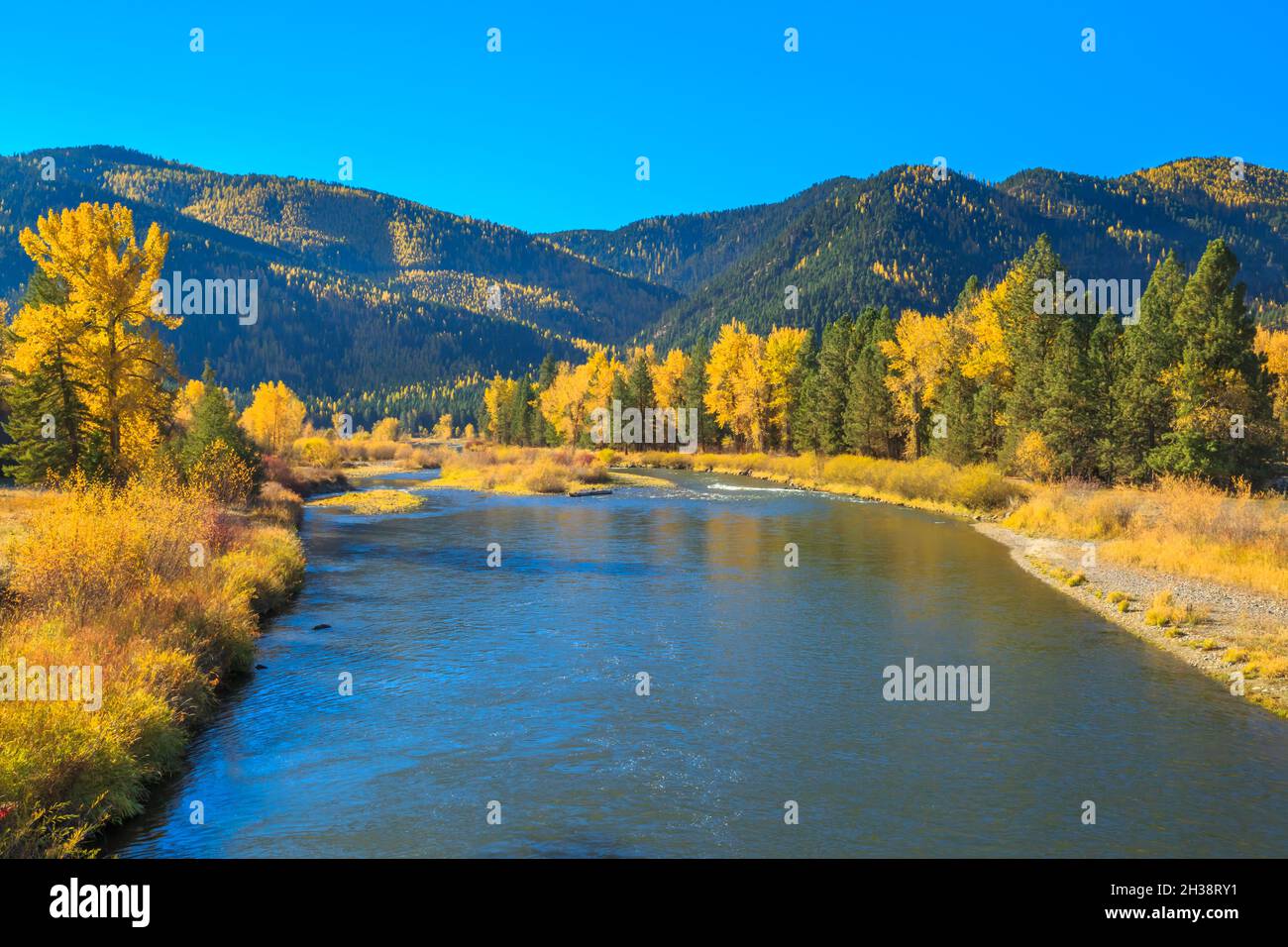 Herbstfarben entlang des clark Fork River im Beavertail Hill State Park in der Nähe von clinton, montana Stockfoto