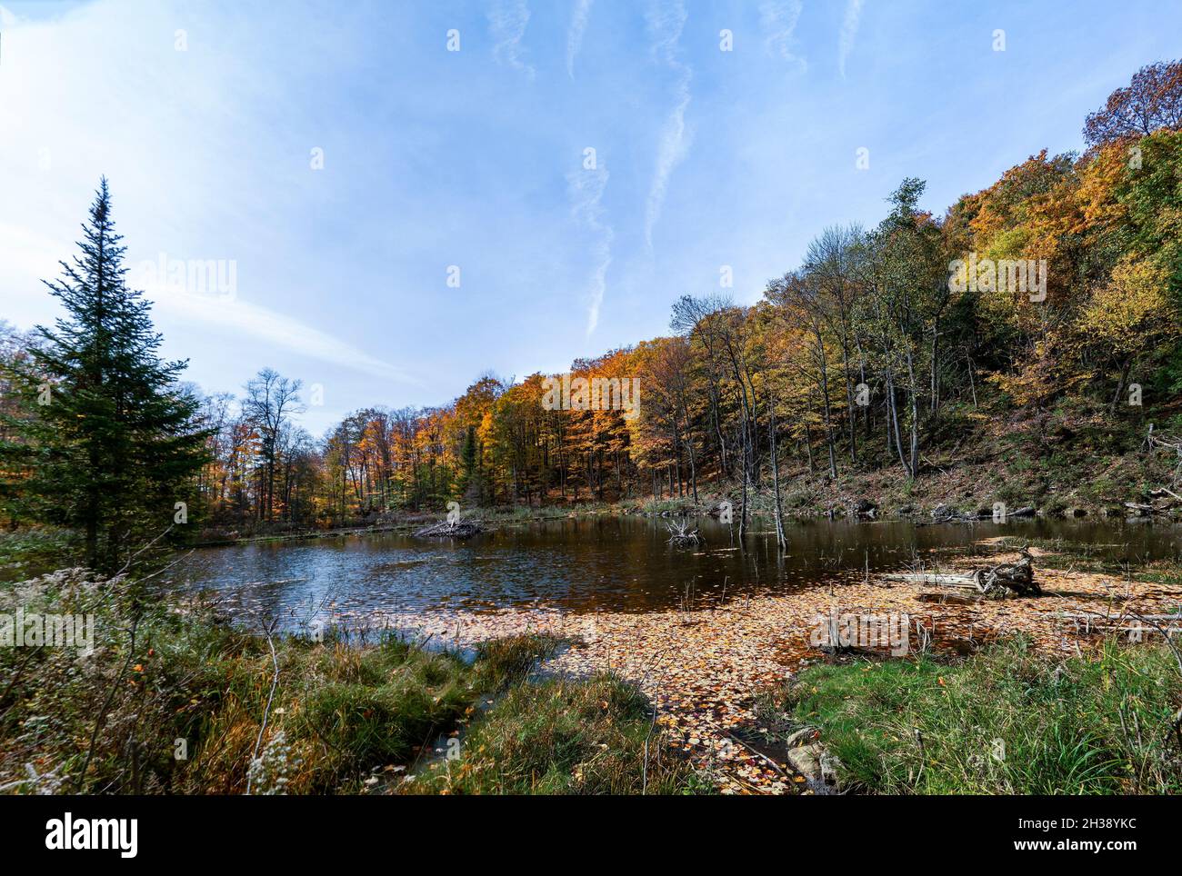Eine Biberfamilie baute aus alten Zweigen ein Haus an einem Waldsee Stockfoto
