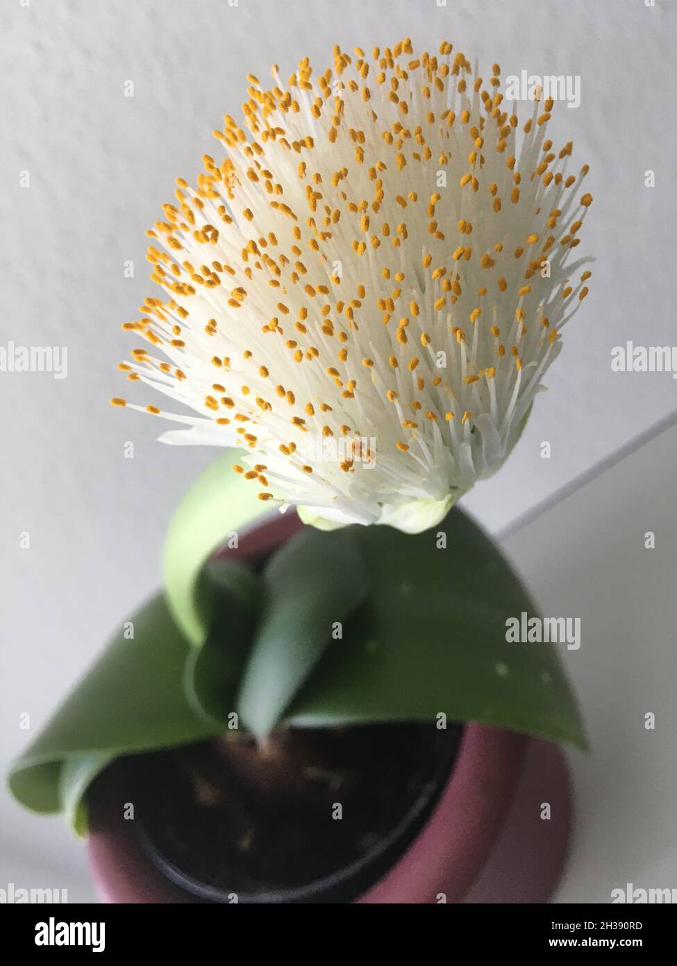 Elefantenohr Haemanthus albiflos Pflanze Stockfotografie - Alamy