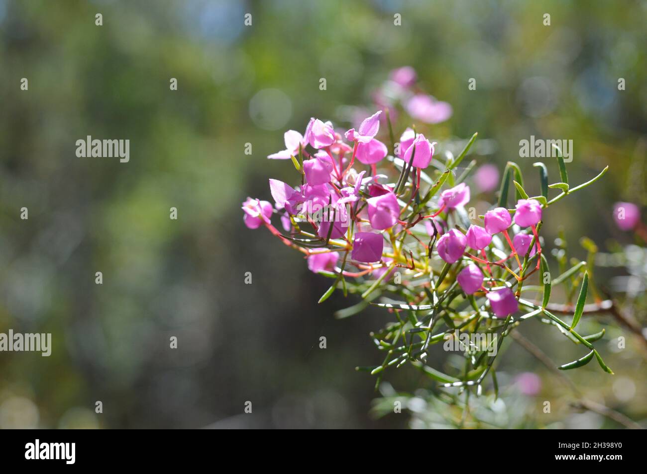 Boronia Blume aus Australien an einem horizontalen Ast Stockfoto