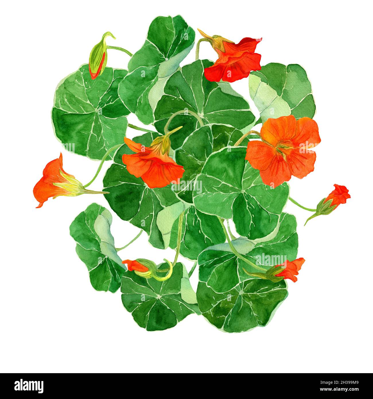 Aquarell Farbe der Nasturtium-Blüten Zusammensetzung isoliert auf weiß. Botanische Darstellung der blühenden Pflanze. Design für Textilien, Karten, Dekore Stockfoto