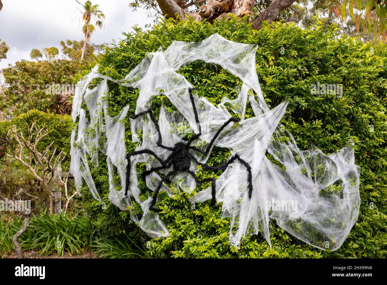 Halloween Dekorationen Spinnennetz und riesige Spinne schmücken einen Baum in Sydney für halloween Feiern, Australien Stockfoto