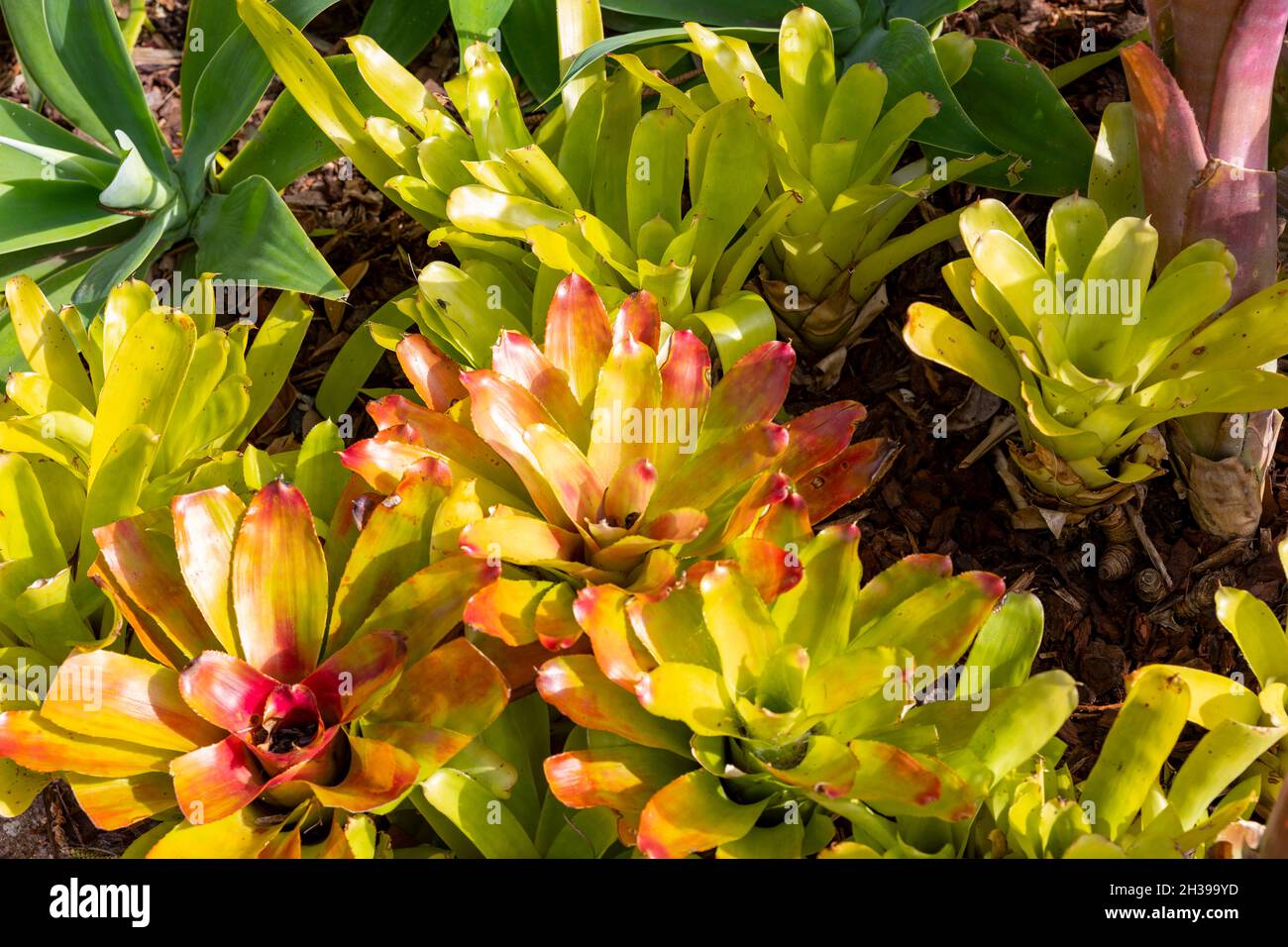 Bromeliadpflanzen bromeliaceae Pflanzen i Stockfoto