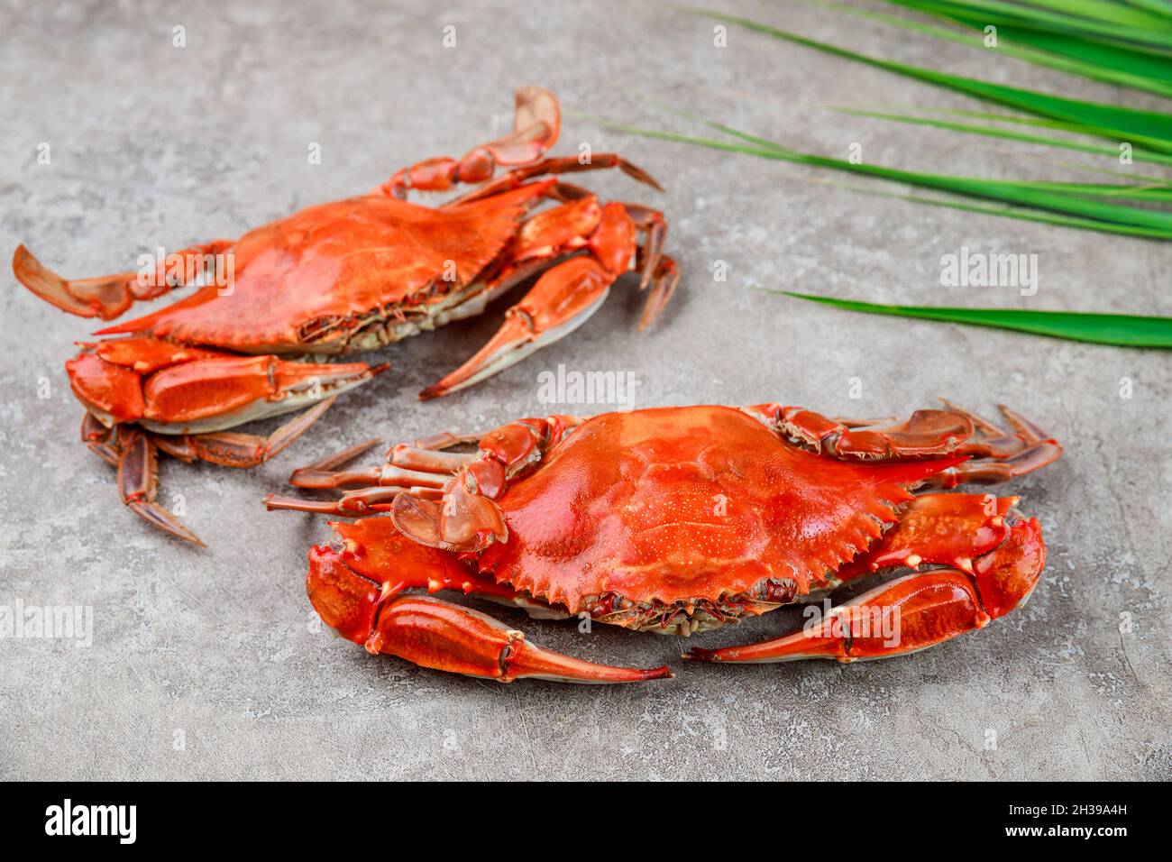 Zwei gedämpfte Krebse auf grauem Hintergrund. Stockfoto