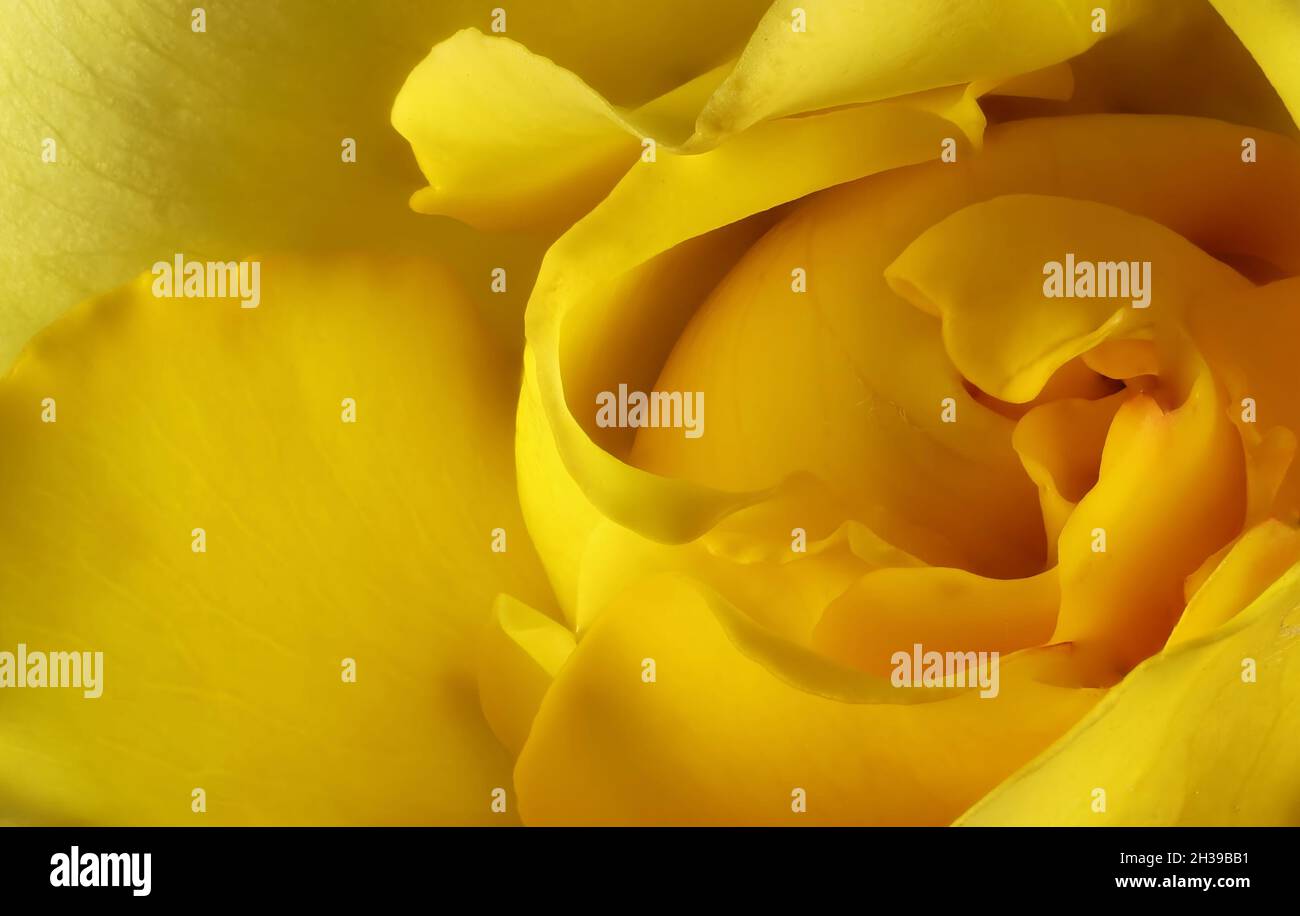 Makroansicht der Mitte der gelben Rosenknospe Stockfoto