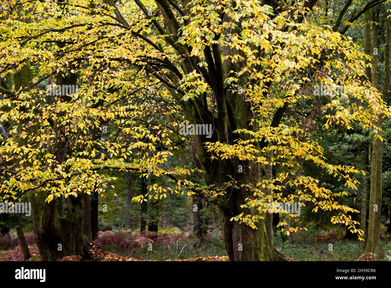 Buche - Fagus sylvatica - Bäume. Speech House Woods Buchenbaum Stockfoto