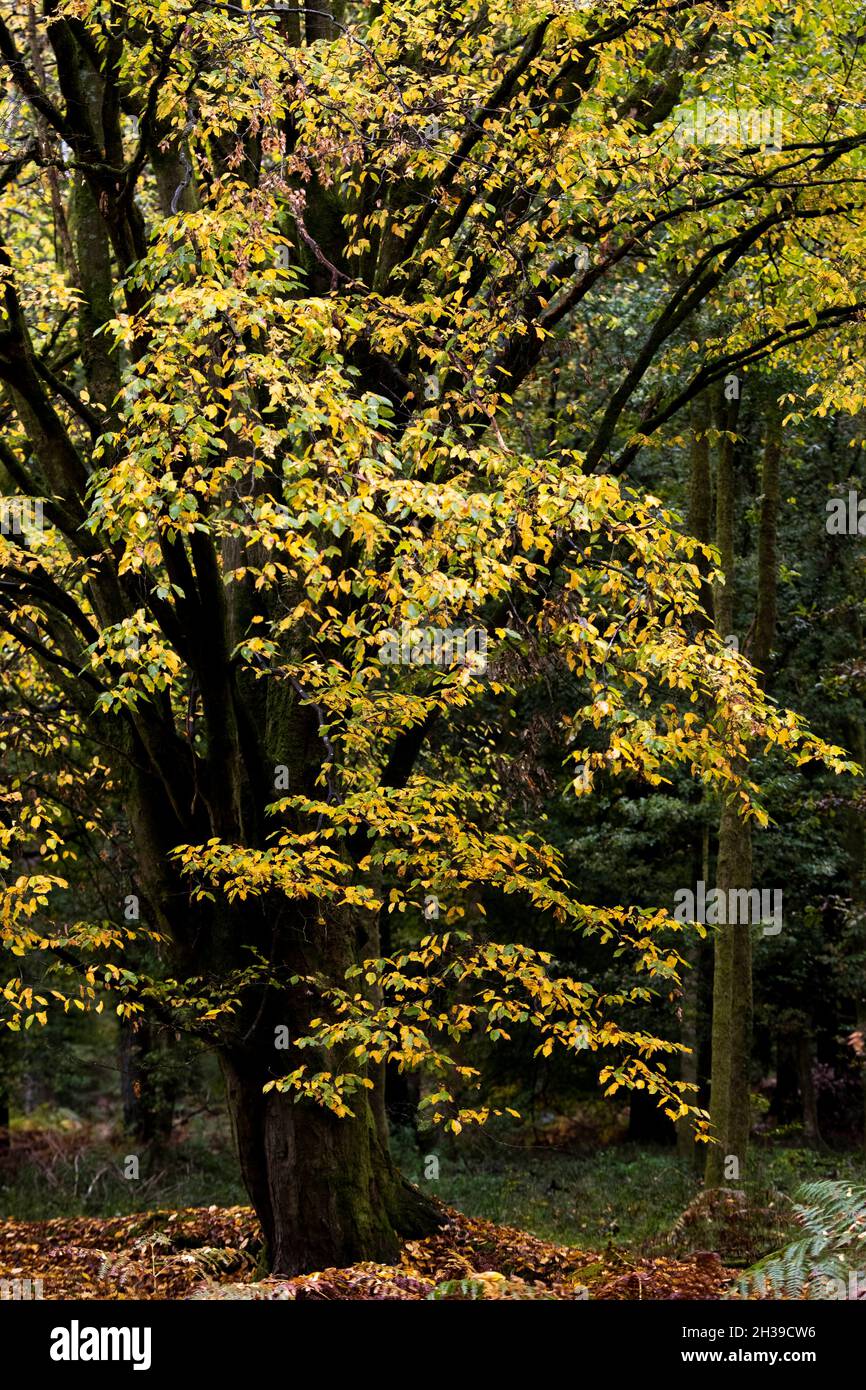 Buche - Fagus sylvatica - Bäume. Speech House Woods Buchenbaum Stockfoto