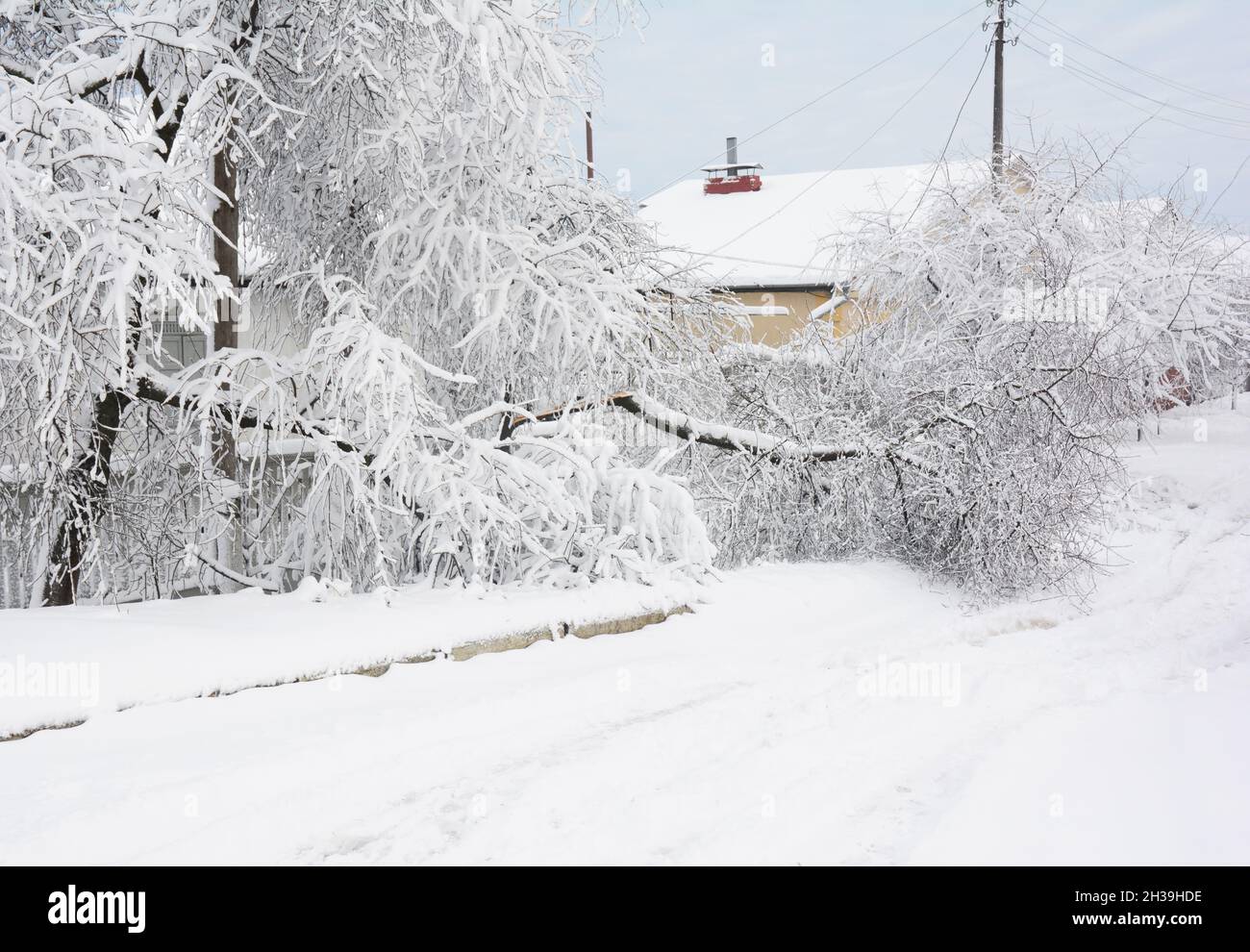 Bäume, die durch Schnee und Eis beschädigt wurden. Schnee beschädigte Bäume. Stockfoto