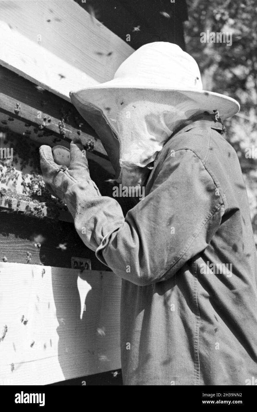 Gewinnung von Bienengift bei der Pharmafirma Mack in Illertissen, Deutschland 1930er Jahre. Extraktion von Bienengift bei Mack pharmceutical Unternehmen in Illertissen, Deutschland 1930. Stockfoto