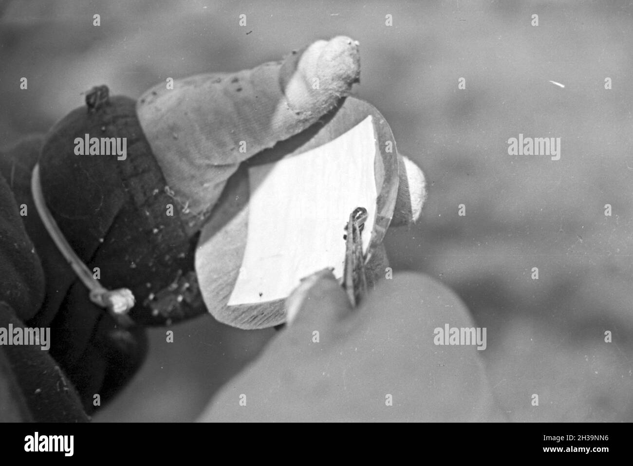 Gewinnung von Bienengift bei der Pharmafirma Mack in Illertissen, Deutschland 1930er Jahre. Extraktion von Bienengift bei Mack pharmceutical Unternehmen in Illertissen, Deutschland 1930. Stockfoto