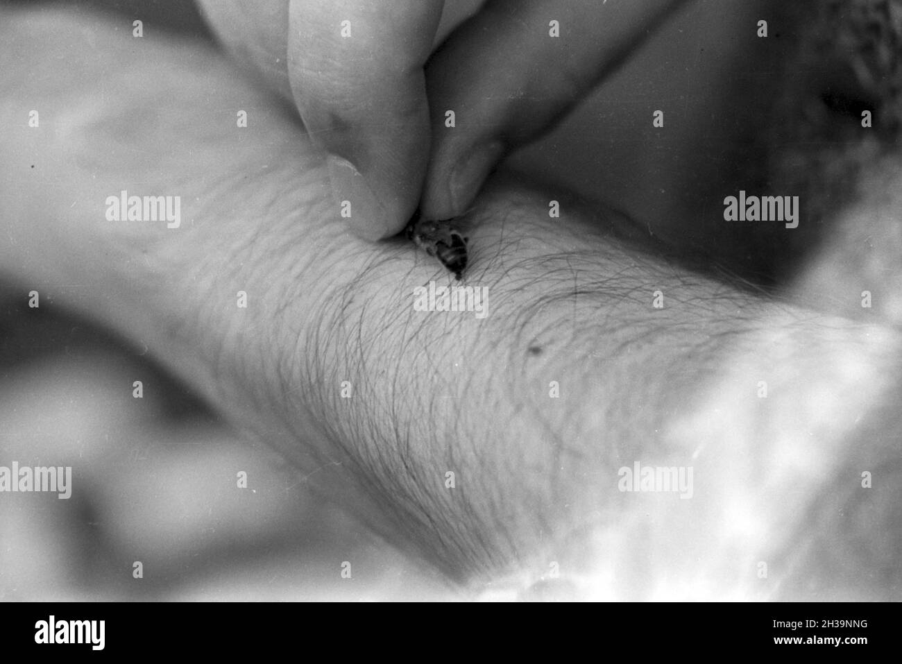 Gewinnung von Bienengift bei der Pharmafirma Mack in Illertissen, Deutschland 1930er Jahre. Extraktion von Bienengift bei Mack pharmceutical Unternehmen in Illertissen, Deutschland 1930. Stockfoto