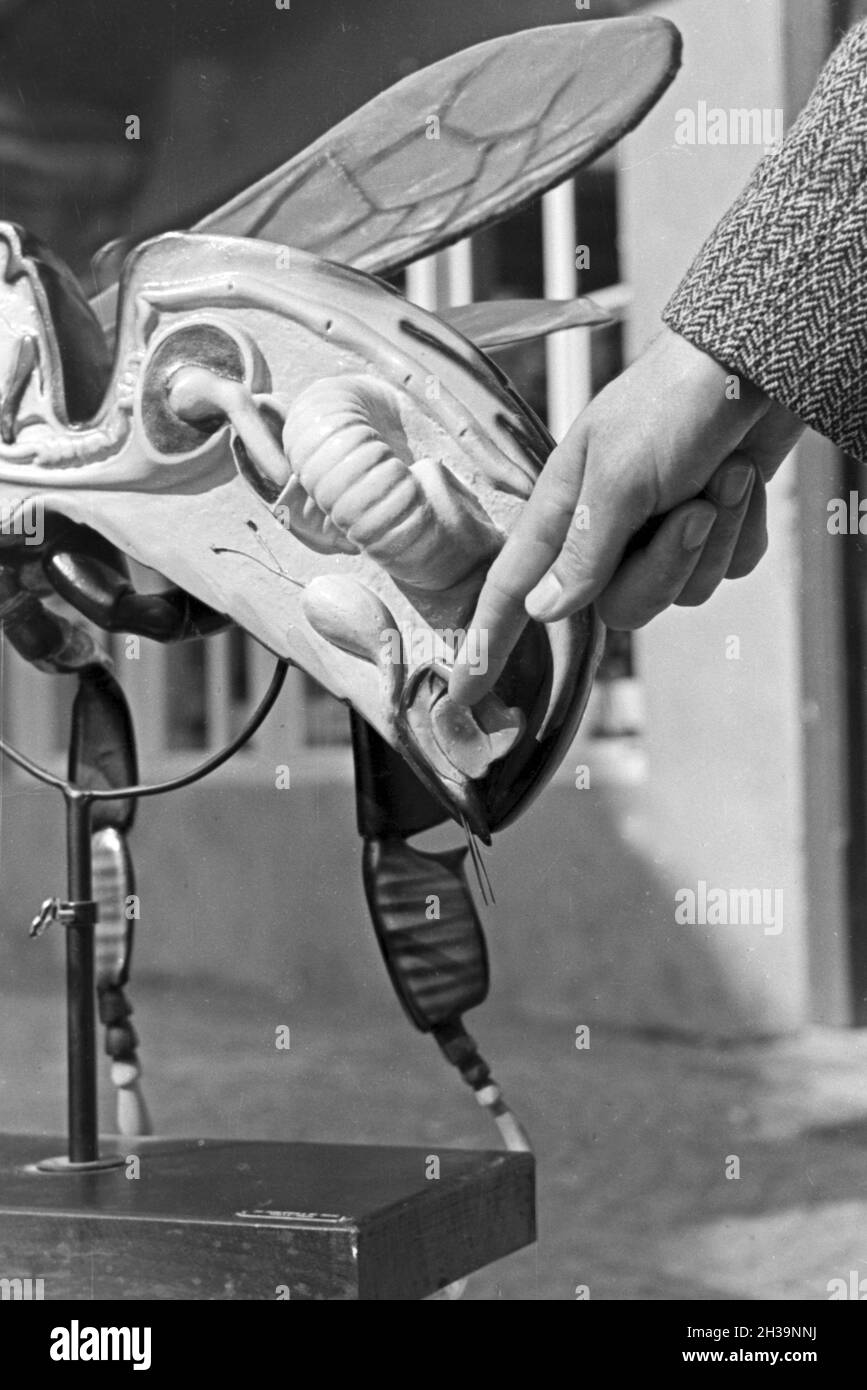 Gewinnung von Bienengift bei der Pharmafirma Mack in Illertissen, anhand eines Bienenmodells wird der Giftkanal gezeigt, Deutschland 1930er Jahre. Extraktion von Bienengift bei Mack pharmceutical Unternehmen in Illertissen, das Gift Drüse ist auf eine Biene Modell, Deutschland der 1930er Jahre gezeigt. Stockfoto