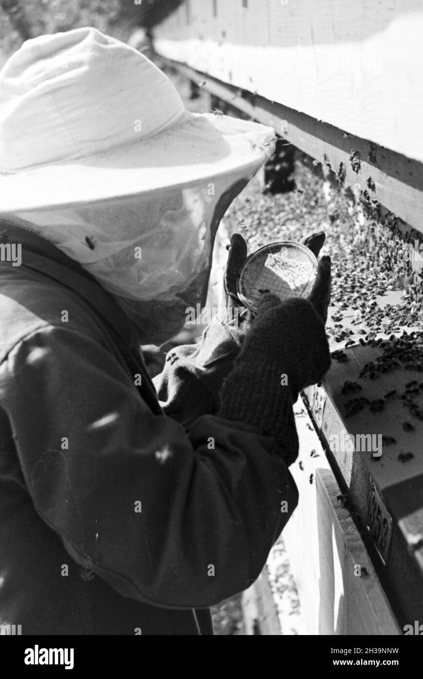 Gewinnung von Bienengift bei der Pharmafirma Mack in Illertissen, Deutschland 1930er Jahre. Extraktion von Bienengift bei Mack pharmceutical Unternehmen in Illertissen, Deutschland 1930. Stockfoto