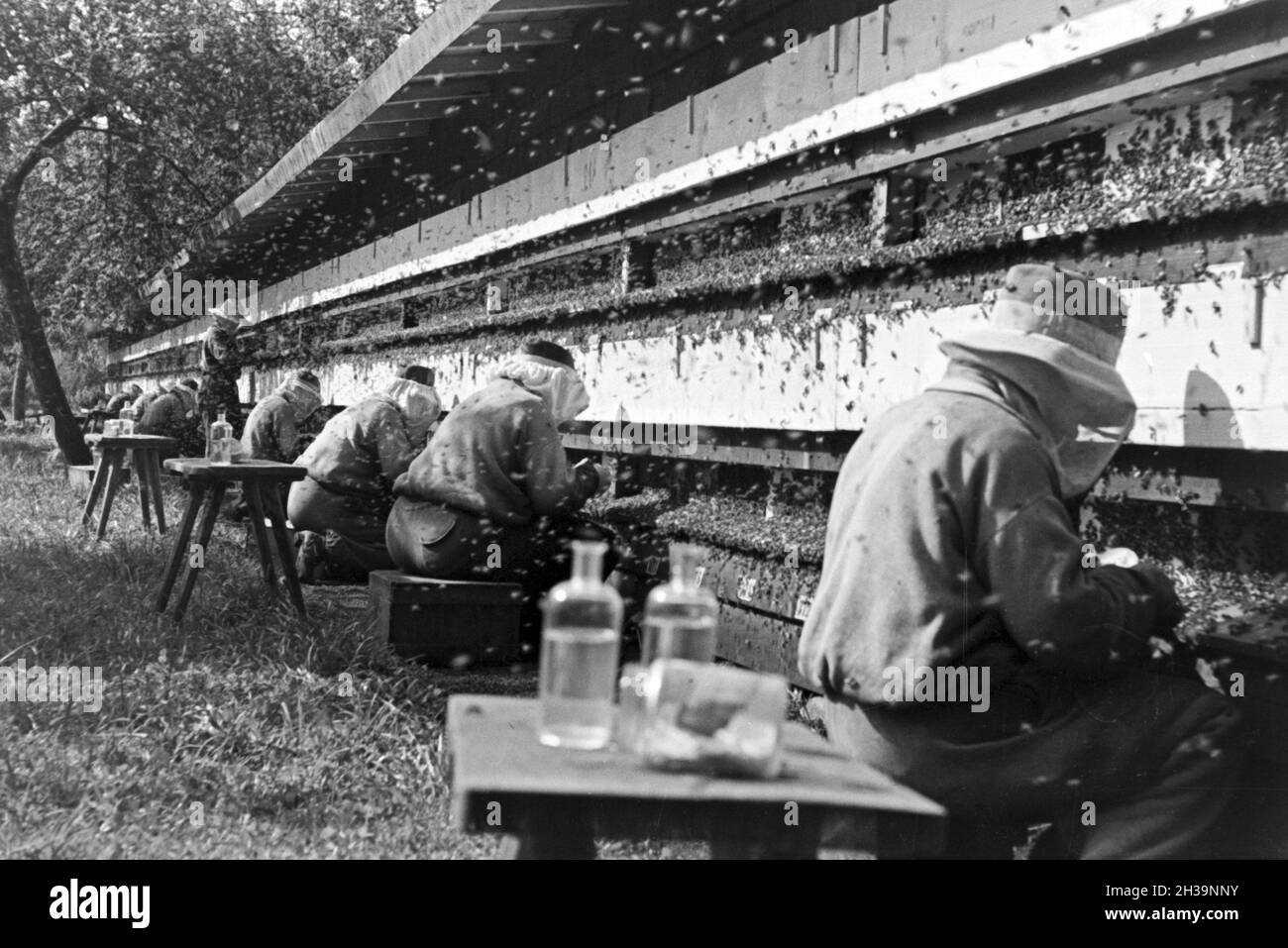 Gewinnung von Bienengift bei der Pharmafirma Mack in Illertissen, Deutschland 1930er Jahre. Extraktion von Bienengift bei Mack pharmceutical Unternehmen in Illertissen, Deutschland 1930. Stockfoto