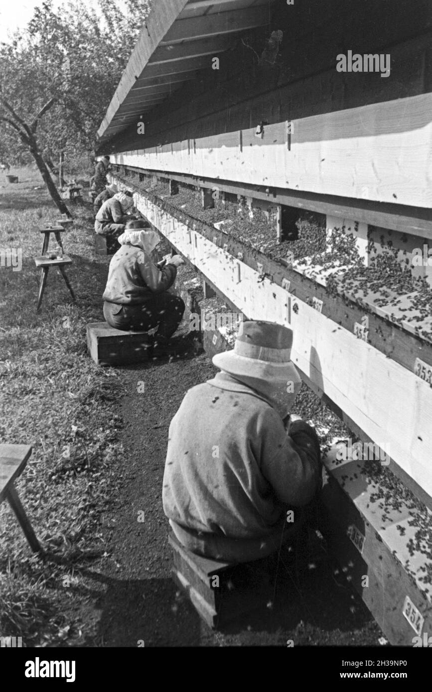 Gewinnung von Bienengift bei der Pharmafirma Mack in Illertissen, Deutschland 1930er Jahre. Extraktion von Bienengift bei Mack pharmceutical Unternehmen in Illertissen, Deutschland 1930. Stockfoto