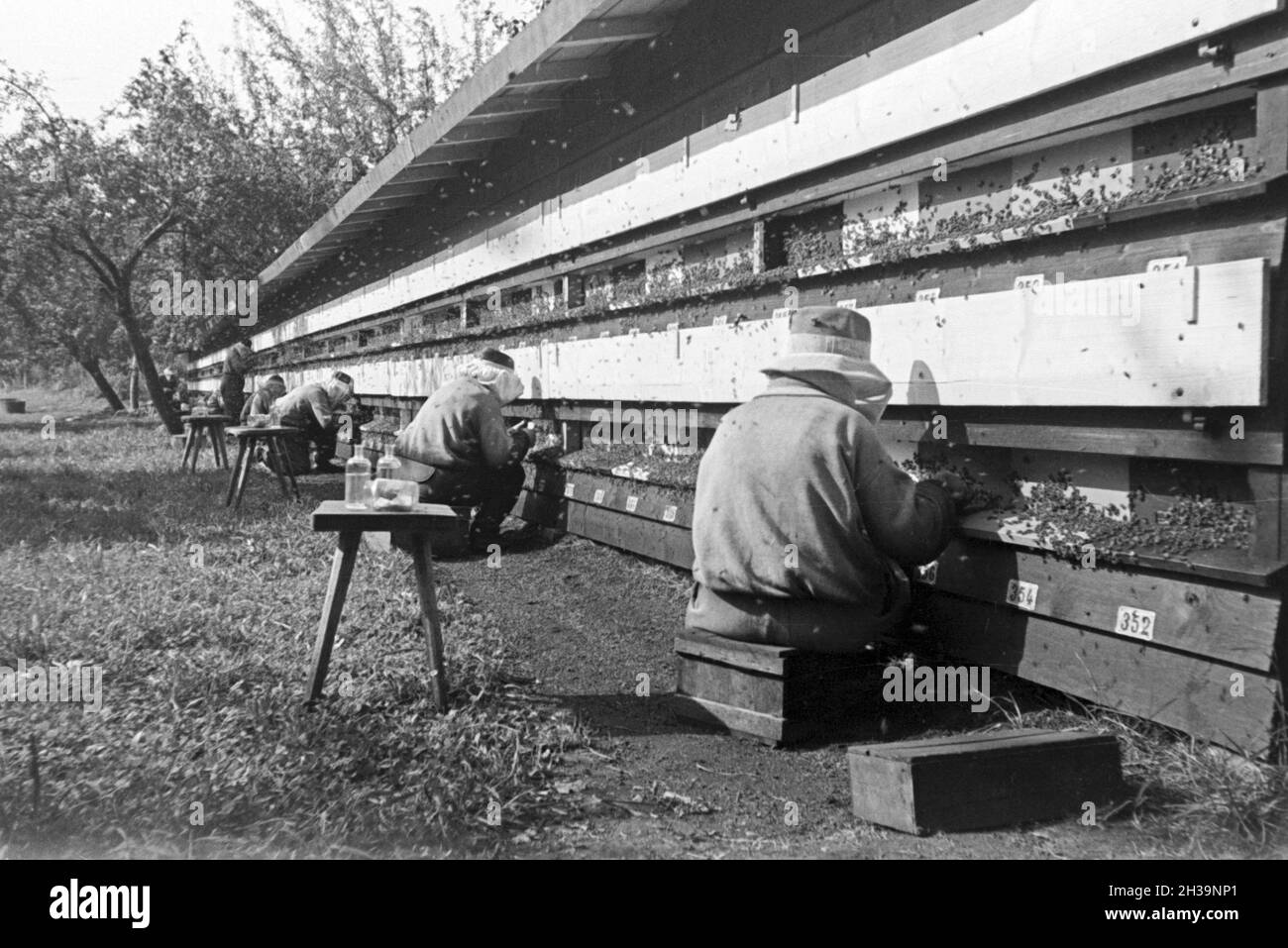 Gewinnung von Bienengift bei der Pharmafirma Mack in Illertissen, Deutschland 1930er Jahre. Extraktion von Bienengift bei Mack pharmceutical Unternehmen in Illertissen, Deutschland 1930. Stockfoto
