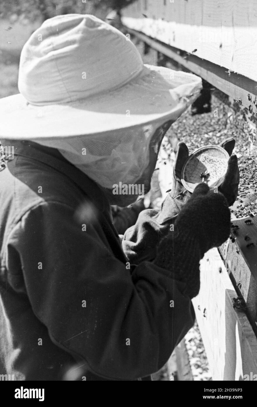 Gewinnung von Bienengift bei der Pharmafirma Mack in Illertissen, Deutschland 1930er Jahre. Extraktion von Bienengift bei Mack pharmceutical Unternehmen in Illertissen, Deutschland 1930. Stockfoto