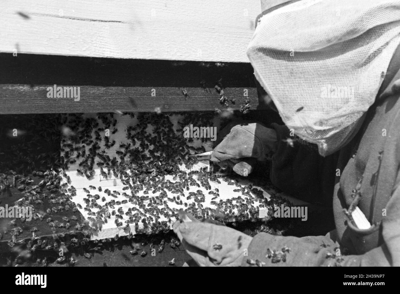 Gewinnung von Bienengift bei der Pharmafirma Mack in Illertissen, Deutschland 1930er Jahre. Extraktion von Bienengift bei Mack pharmceutical Unternehmen in Illertissen, Deutschland 1930. Stockfoto