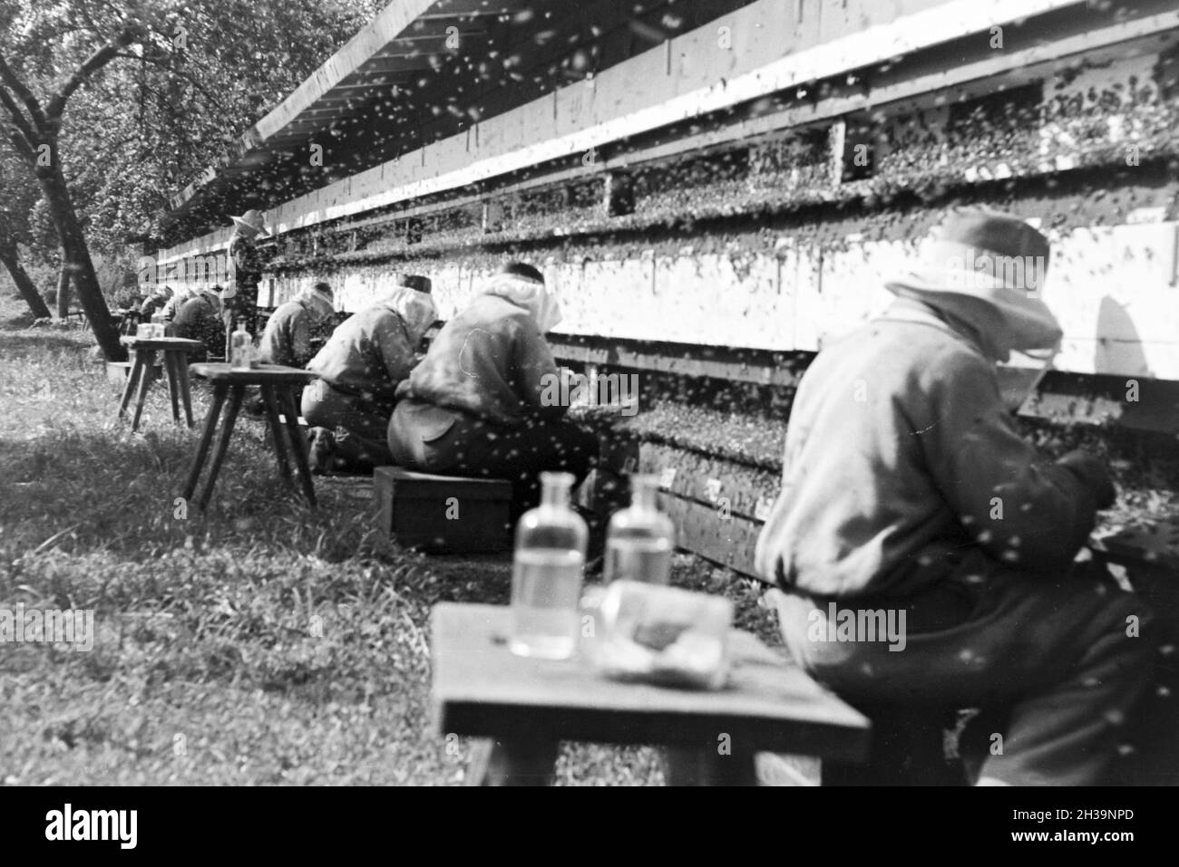 Gewinnung von Bienengift bei der Pharmafirma Mack in Illertissen, Deutschland 1930er Jahre. Extraktion von Bienengift bei Mack pharmceutical Unternehmen in Illertissen, Deutschland 1930. Stockfoto