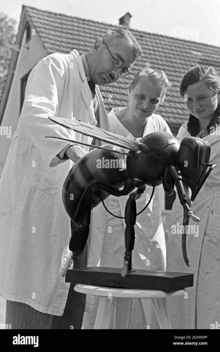 Gewinnung von Bienengift bei der Pharmafirma Mack in Illertissen, anhand eines Bienenmodells wird der Giftkanal gezeigt, Deutschland 1930er Jahre. Extraktion von Bienengift bei Mack pharmceutical Unternehmen in Illertissen, das Gift Drüse ist auf eine Biene Modell, Deutschland der 1930er Jahre gezeigt. Stockfoto