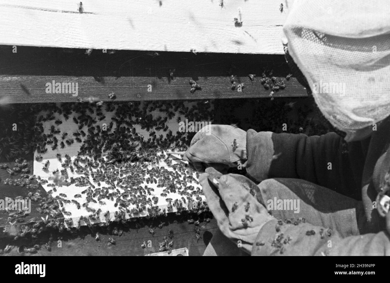 Gewinnung von Bienengift bei der Pharmafirma Mack in Illertissen, Deutschland 1930er Jahre. Extraktion von Bienengift bei Mack pharmceutical Unternehmen in Illertissen, Deutschland 1930. Stockfoto