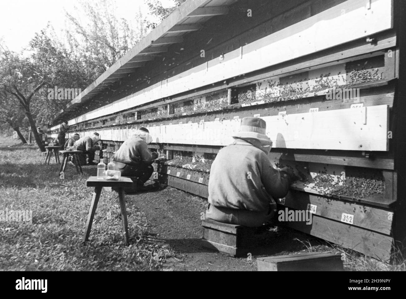 Gewinnung von Bienengift bei der Pharmafirma Mack in Illertissen, Deutschland 1930er Jahre. Extraktion von Bienengift bei Mack pharmceutical Unternehmen in Illertissen, Deutschland 1930. Stockfoto