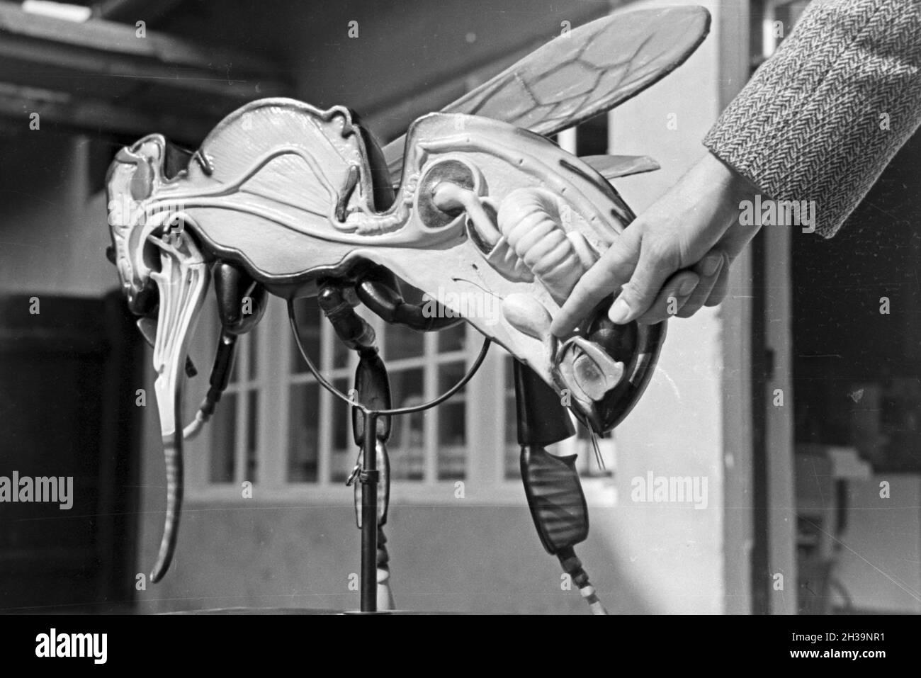 Gewinnung von Bienengift bei der Pharmafirma Mack in Illertissen, anhand eines Bienenmodells wird der Giftkanal gezeigt, Deutschland 1930er Jahre. Extraktion von Bienengift bei Mack pharmceutical Unternehmen in Illertissen, das Gift Drüse ist auf eine Biene Modell, Deutschland der 1930er Jahre gezeigt. Stockfoto