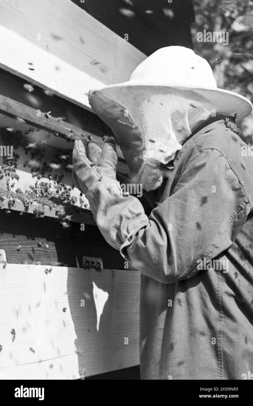 Gewinnung von Bienengift bei der Pharmafirma Mack in Illertissen, Deutschland 1930er Jahre. Extraktion von Bienengift bei Mack pharmceutical Unternehmen in Illertissen, Deutschland 1930. Stockfoto