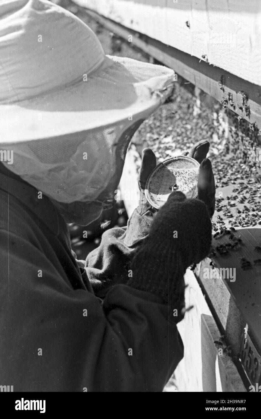 Gewinnung von Bienengift bei der Pharmafirma Mack in Illertissen, Deutschland 1930er Jahre. Extraktion von Bienengift bei Mack pharmceutical Unternehmen in Illertissen, Deutschland 1930. Stockfoto