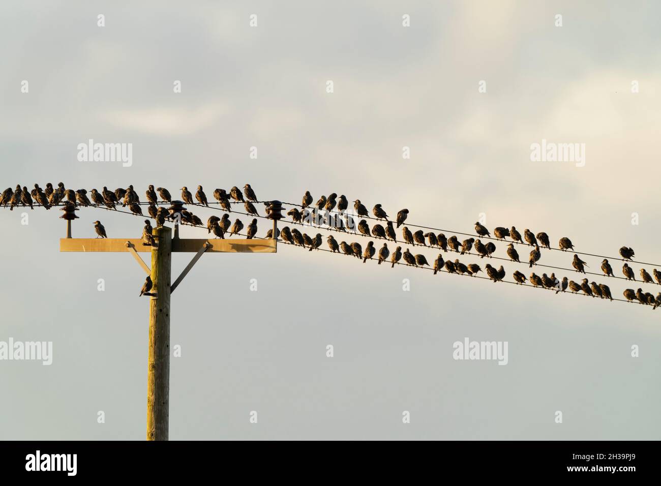 Eine Gruppe von Stare (Sturnus vulgaris), die sich am frühen Abend auf einem Telegrafenmast/Draht versammelten, Norfolk Stockfoto