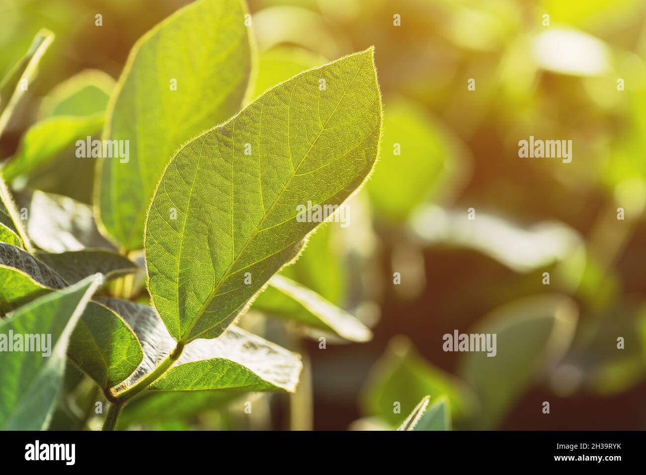 Sojabohnenkulturen auf dem Feld, Glycine max Anbau, Nahaufnahme der Blätter mit selektivem Fokus Stockfoto