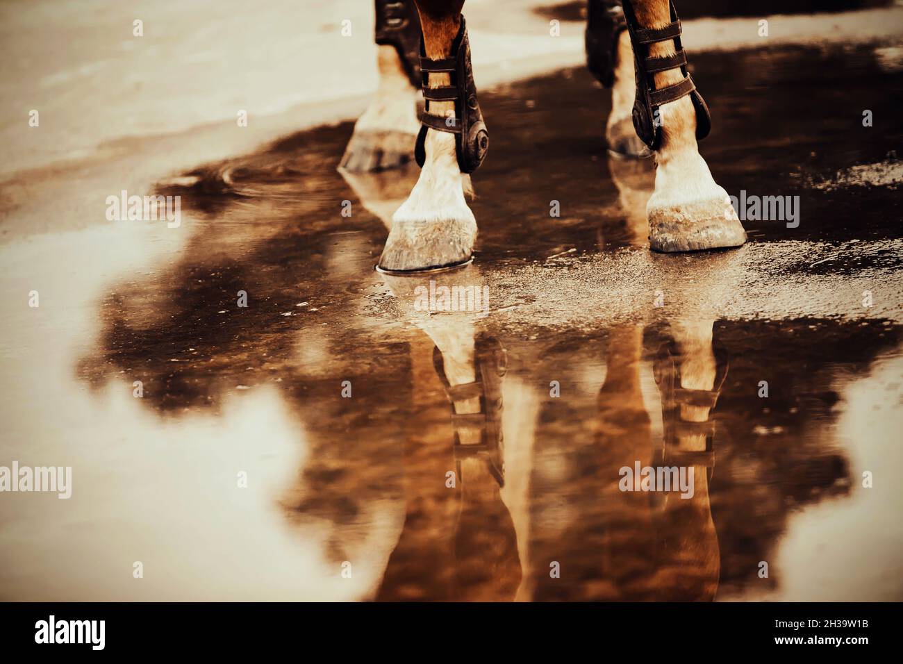 Die Hufe eines Sauerampfpferdes, das in der Mitte einer Pfütze steht und sie reflektiert. Wetter und Tiere. Stockfoto