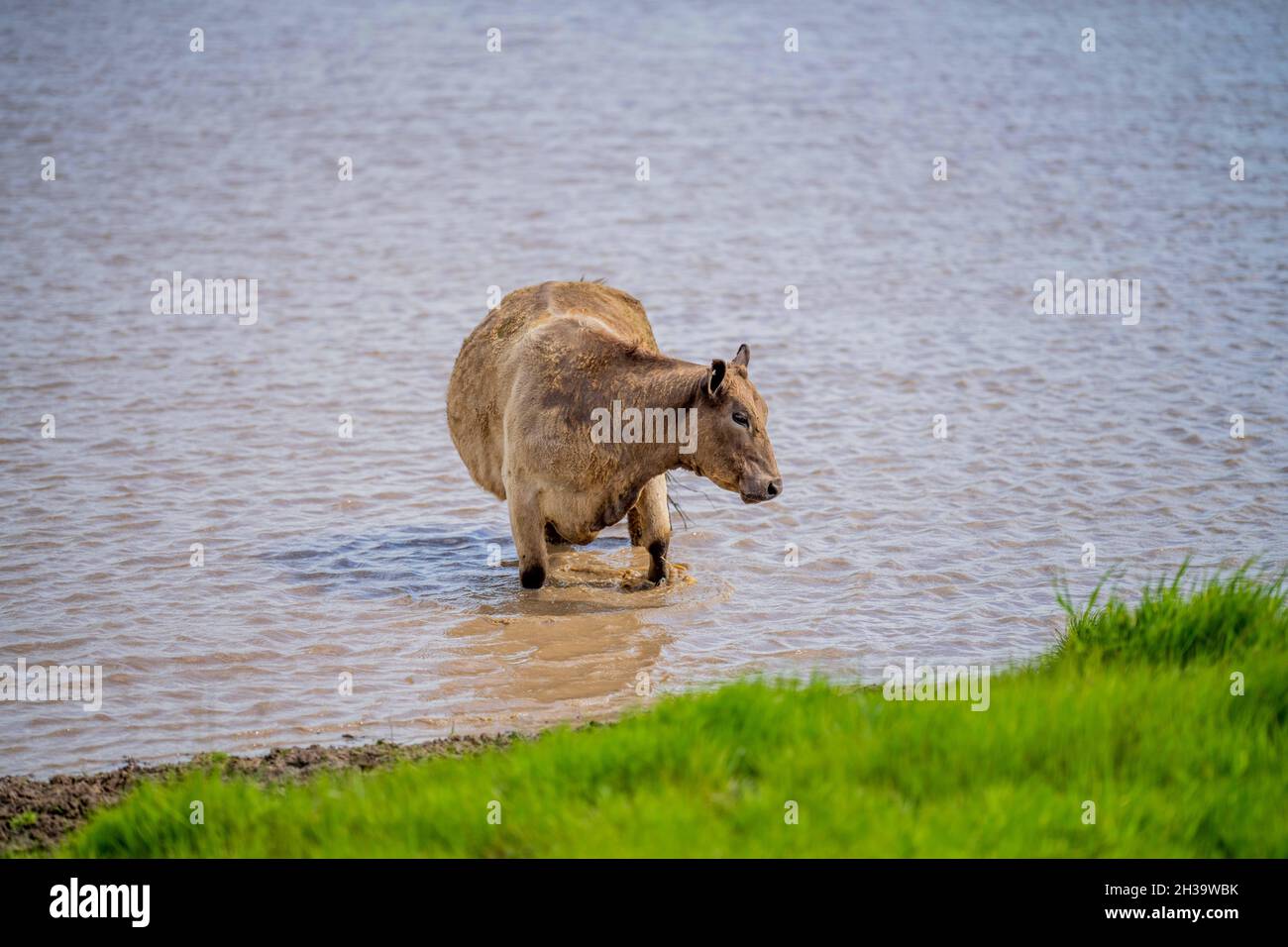 In Australien grasen Kühe und Bullen auf dem Gestüt, zu den Rassen gehören gesprenkelte Park, murray Grey, angus und brangus. Stockfoto