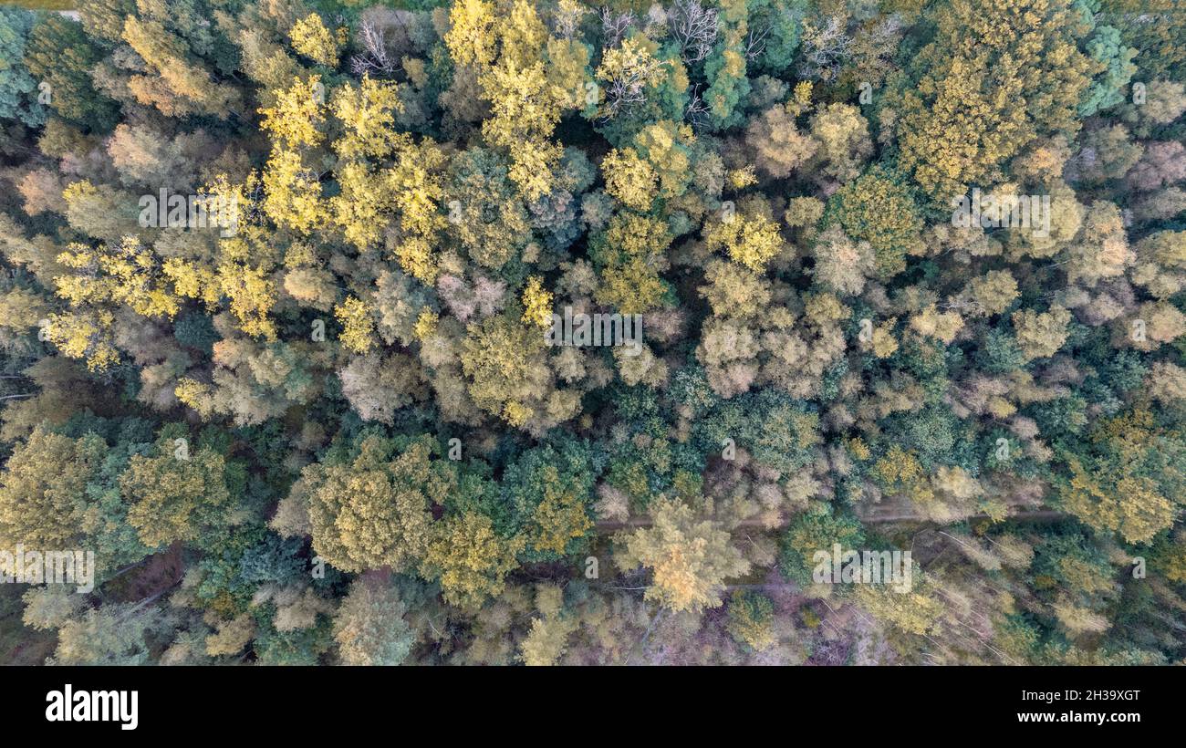 Luftaufnahme aus dem Vogelperspektive über den schönen gemäßigten Nadelwald über den Bäumen, die die erstaunlichen verschiedenen grünen Kiefernwälder Farben zeigen. Luft Summen, fliegen tief über einer dichten Waldlandschaft. Hochwertige Fotos Stockfoto