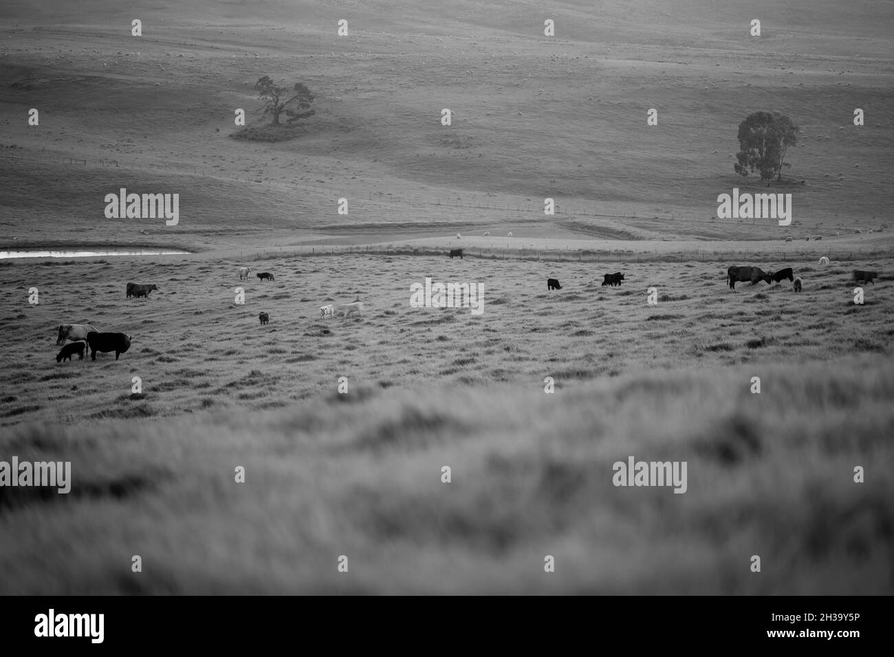 Nahaufnahme von Gestüt Rinderbullen und Kühe grasen auf einem Feld, in Australien. Essen Heu und Silage. Rassen gehören Speckle Park, murray grau, angus Stockfoto