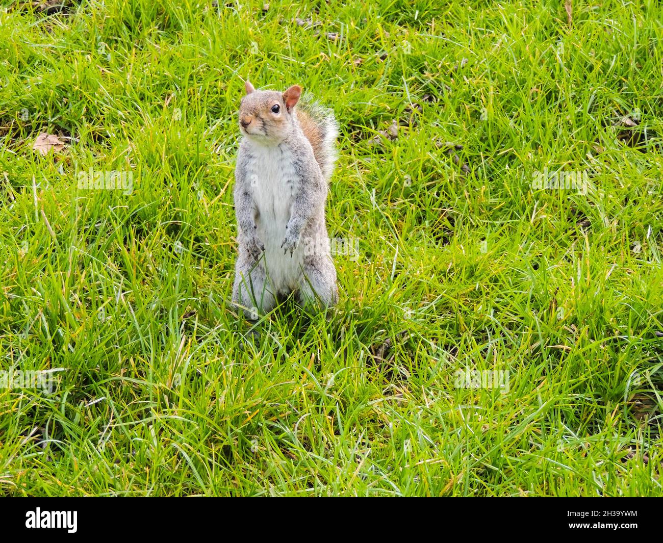 Lustiges Eichhörnchen in einem Londoner Park Stockfoto