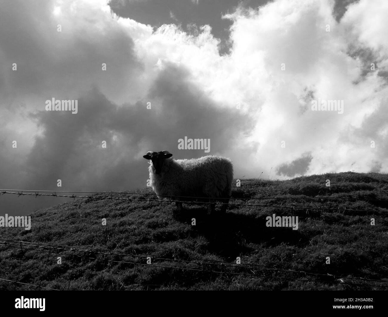 Silhouette eines Schafes, das auf dem Hügel gegen den bewölkten Himmel steht Stockfoto