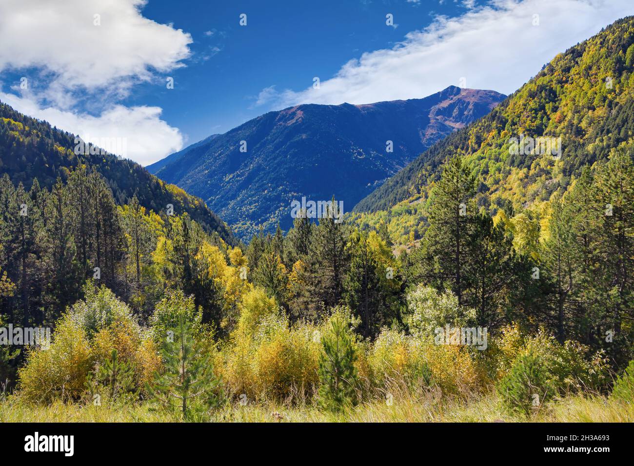 Blick auf einen Wald mit hohen Bergen im Hintergrund, wo die Büsche und Bäume Ockerfarben in der Mitte des Herbstes präsentieren Stockfoto