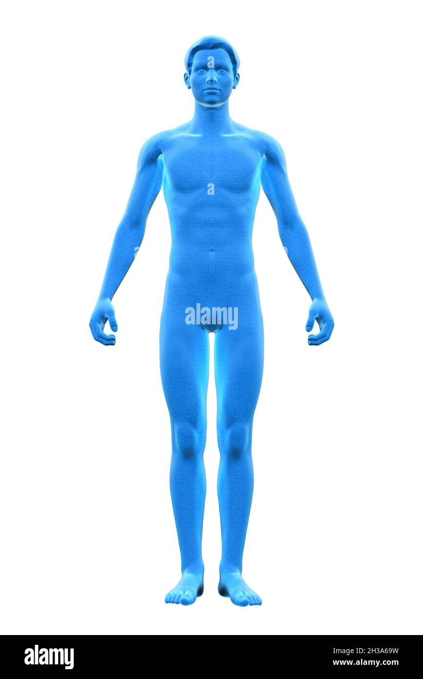 Mann, Körper des menschlichen Mannes, 3D Stockfoto