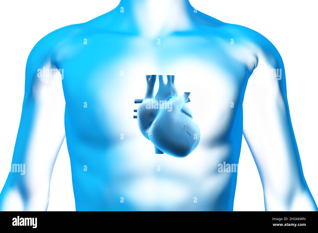 Herz, Organ, menschlicher Körper, medizinisches 3D-Modell Stockfoto