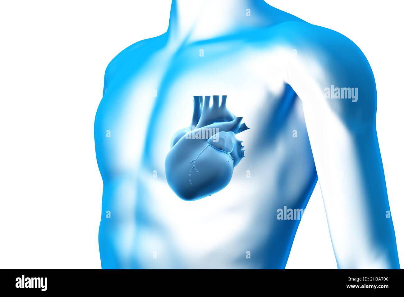 eart, Organ, menschlicher Körper, medizinisches 3D-Modell Stockfoto